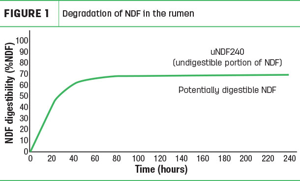 Degradation of NDF in the rumen
