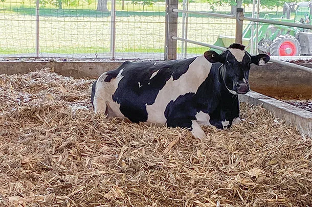 Cow bedded down