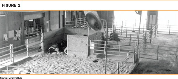 pen to allow cows to calve in peace