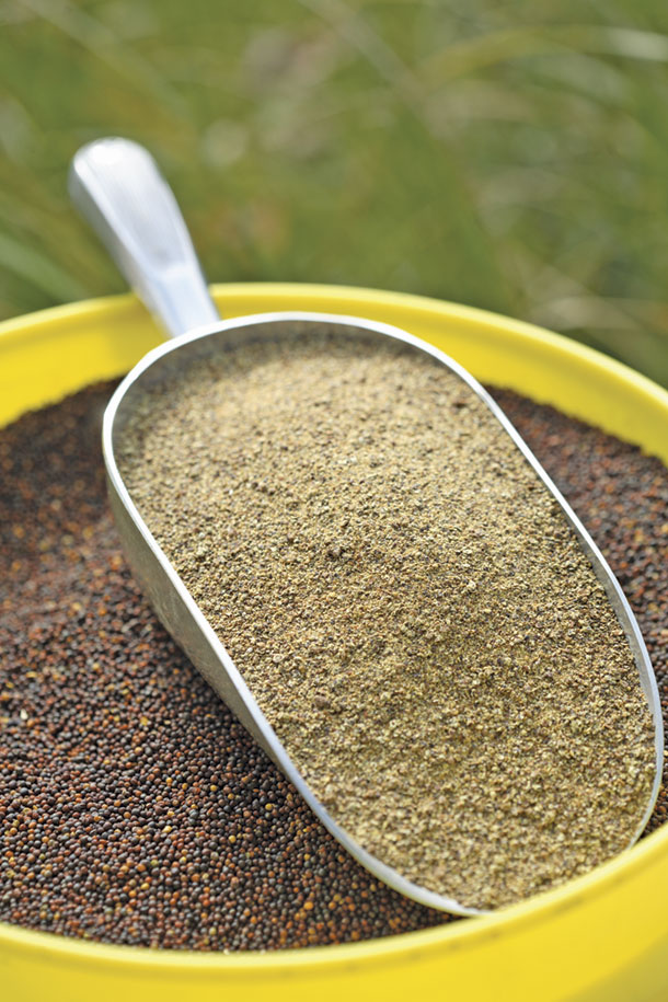 Canola meal crude protein