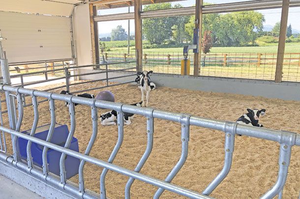 Calf housing