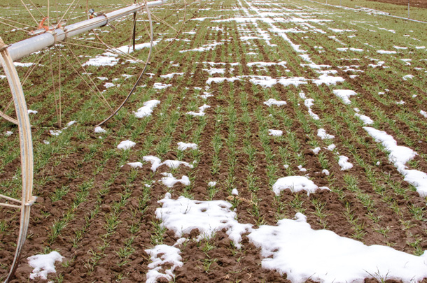 0222ca-kilcer-field
