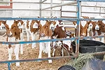 calves