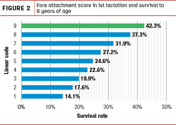 Fore attachment score