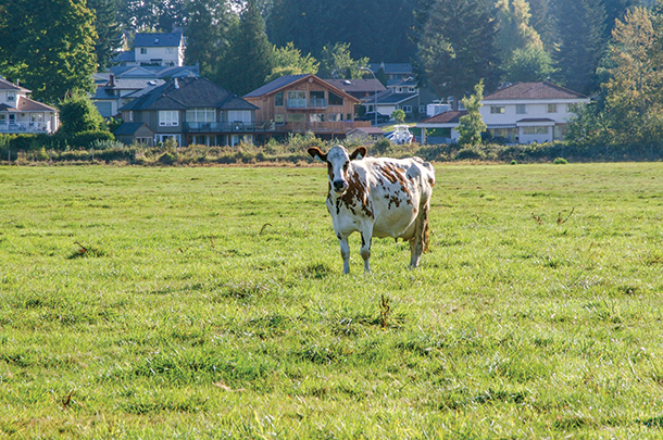 Guy Sim's pasture