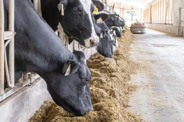 Cattle at the feedbunk