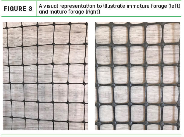 A visual representation to illustrate immature forage