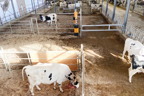 Calving corner