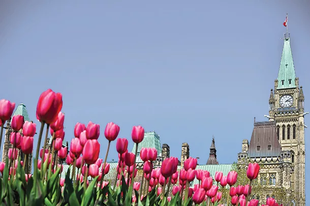 tulips