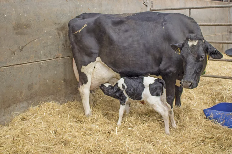 0822ca cow calf pair