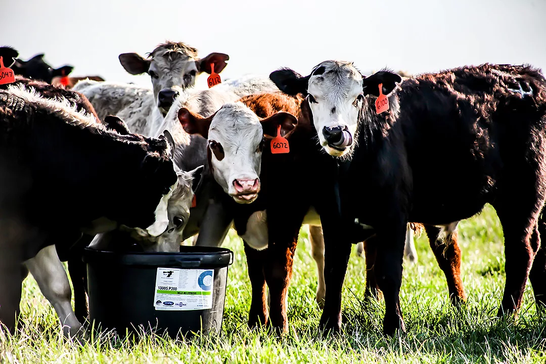 Midcontinent Livestock Supplements tub