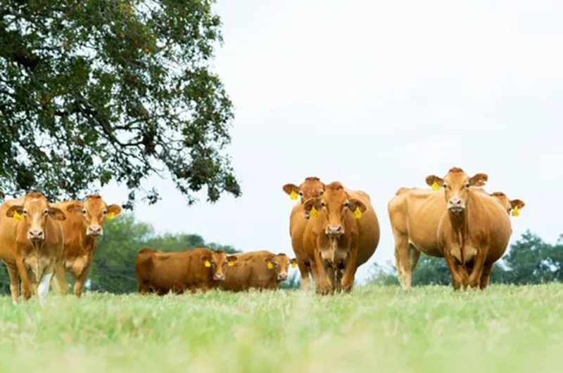 American Akaushi Association - cows