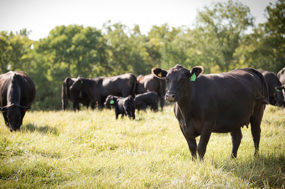 Zoetis BIOS - cows in pasture