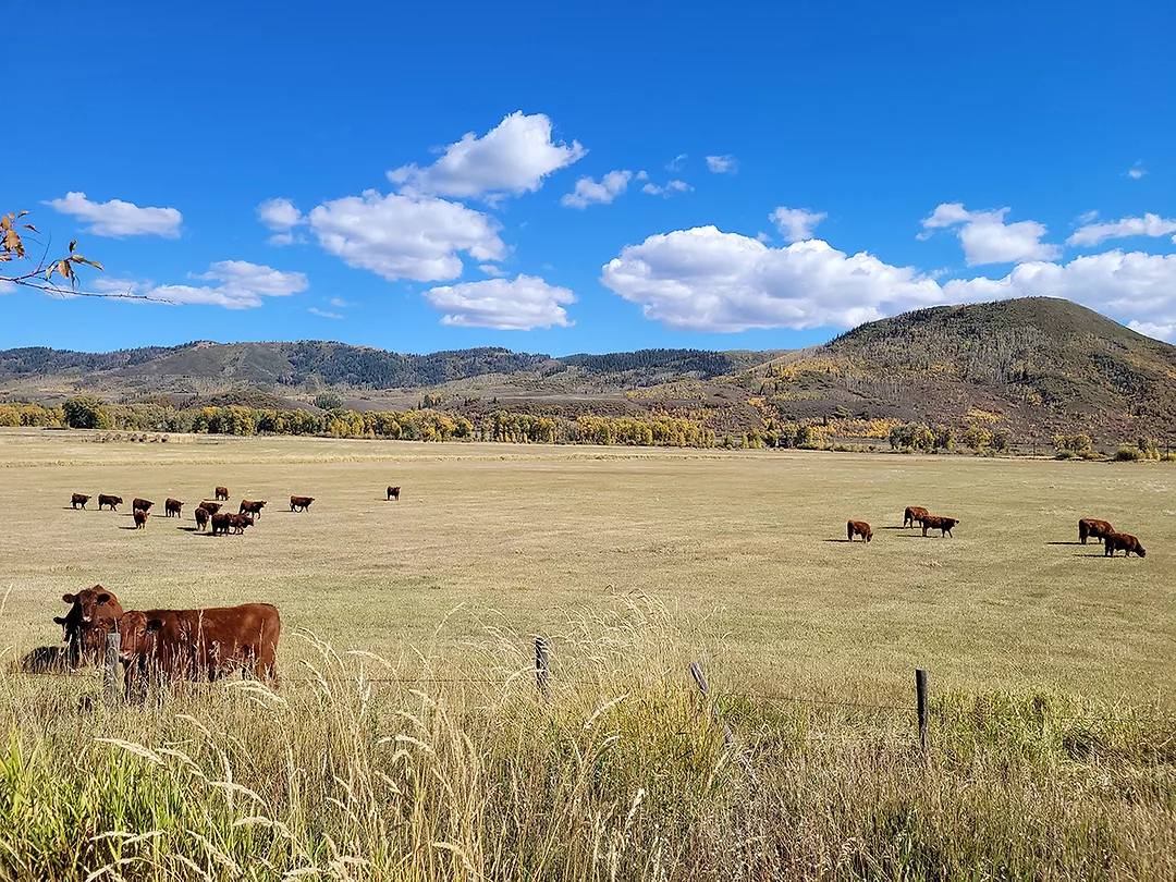 Agoro Carbon Cattle