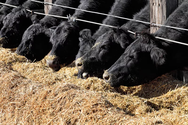 Volac - beef feeding light