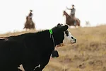 Nofence