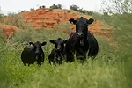 Cows on range
