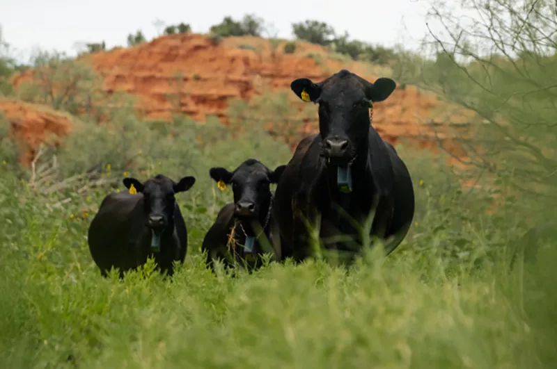 Cows on range