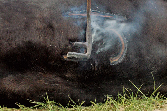 Calf branded with Farthing brand