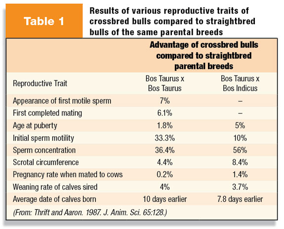 Table 1: Results of various reproductive traits of crossbred bulls compared to straightbred bulls of the same parental breeds