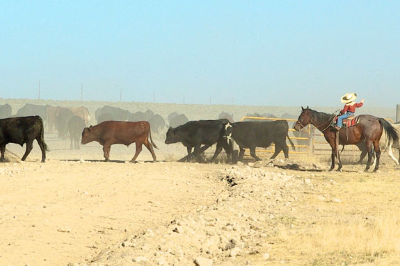 Little boy hurding cattle into a corral