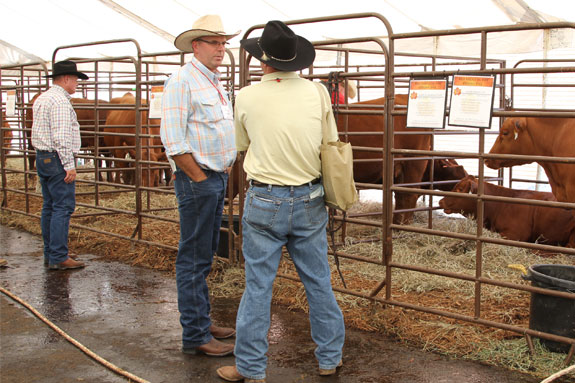 Cattlemen looking at some Red Angus cows
