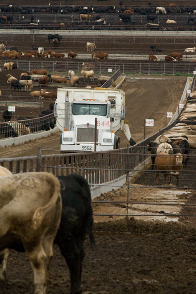 Filling the feed bunk