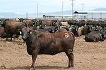 Feedlot reg