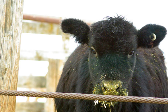 One of the Brackett's cows