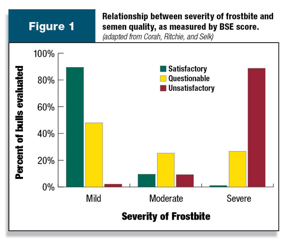 Figure 1: The relationship documented between BSE score and severity of frostbite in bulls indicates how seriously frostbite can affect fertility
