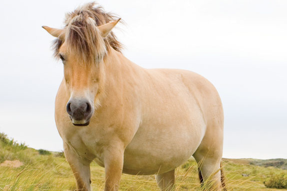 Horse with airplane ears
