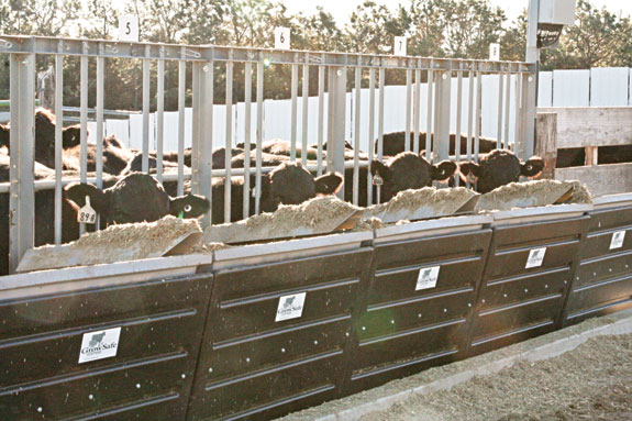 By installing a bunk system with 16 pens, Thorstenson Ranch allows 128 head of cattle to be feed-efficiency tested at the same time.