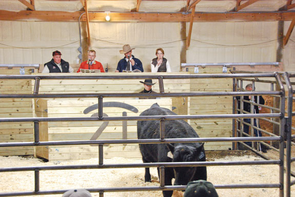 Bull in the sale ring