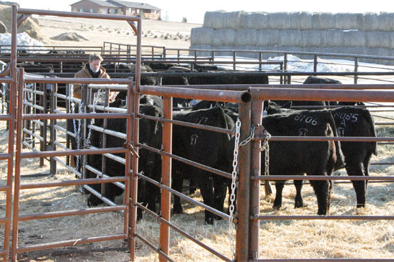 Cattle in pens