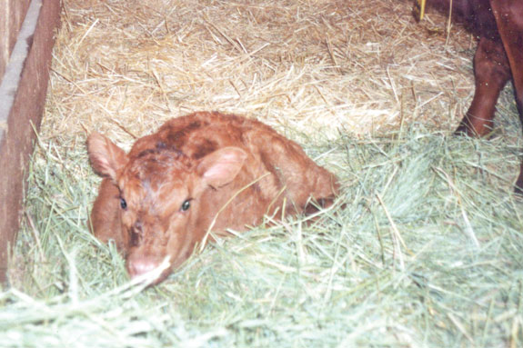 A calf in a claving barn