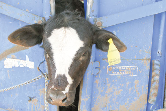 Cow in a squeeze