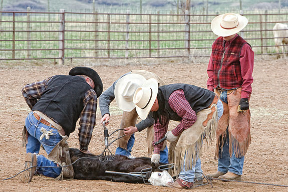 Calf branding