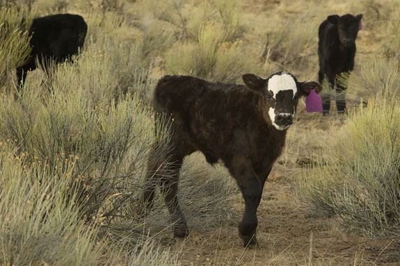 Calves in the pasture