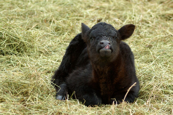 A calf