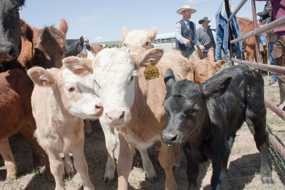 A collection of calves