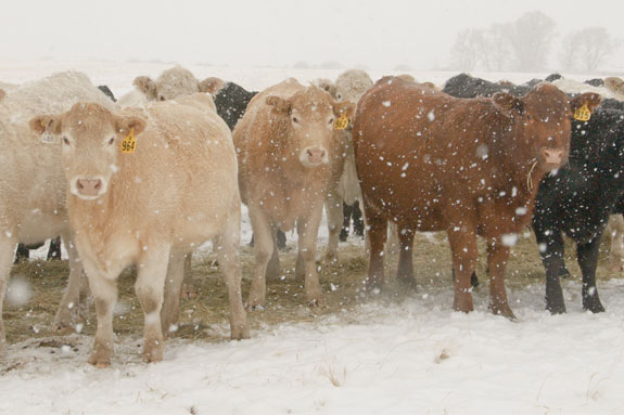 Cow herd at Silver Spur