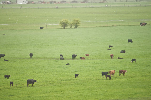 Cattle in the pasture