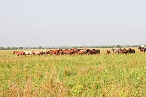 Horses at 7 L Ranch