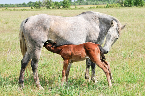 Horse and colt