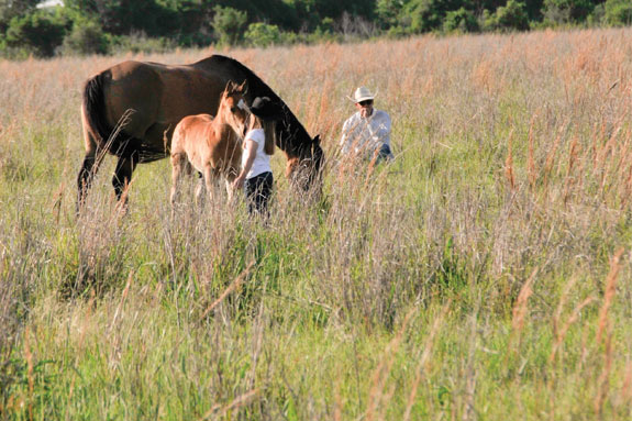 Horse and colt