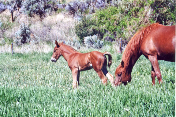 Foal and dam in the pasture