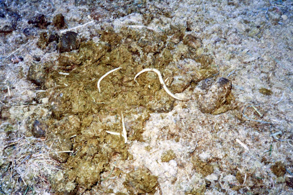 Tapeworms in bovine manure