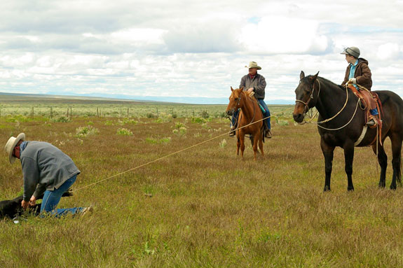 Branding lassoed calf in the grass