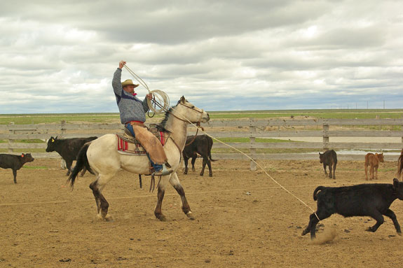 Man lassoing a calf