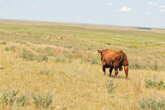 Gill Red Angus Bull